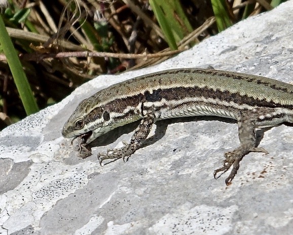 lizard